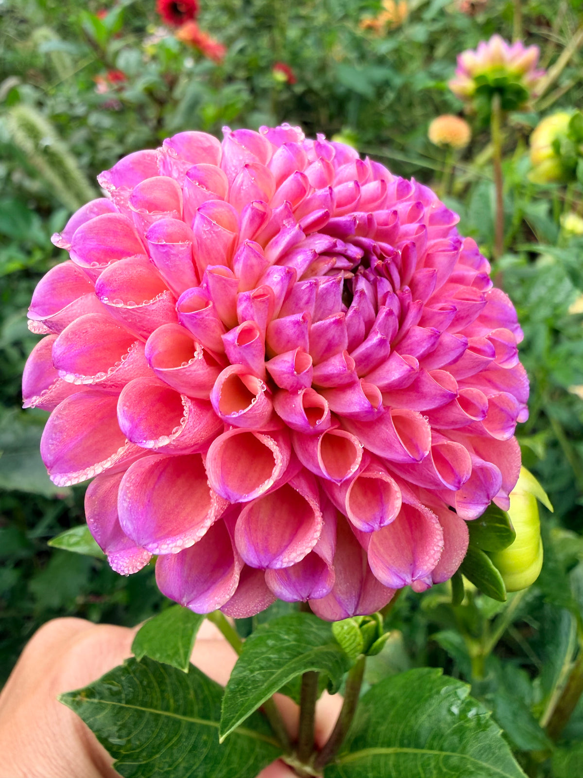 Hapet Coppery Dahlia Tuber