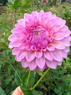 MFF Cotton Candy Dahlia Tuber