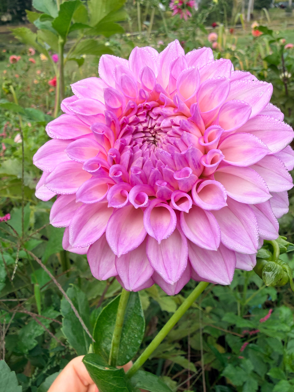 MFF Cotton Candy Dahlia Tuber