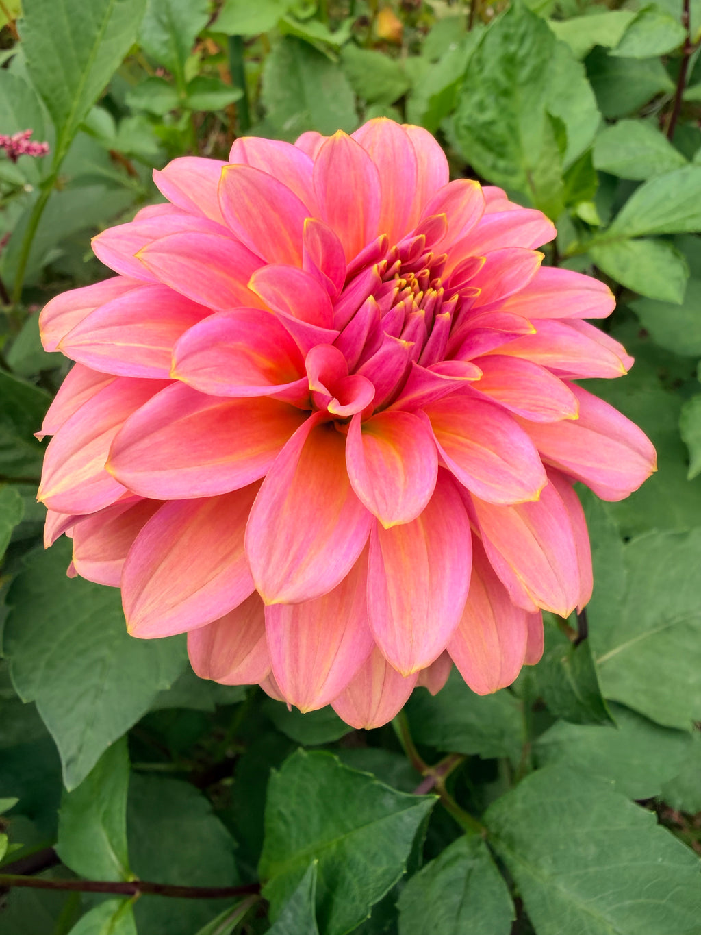Finch's Cornman Dahlia Tuber