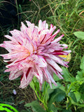 GG's Peppermint Dahlia Tuber