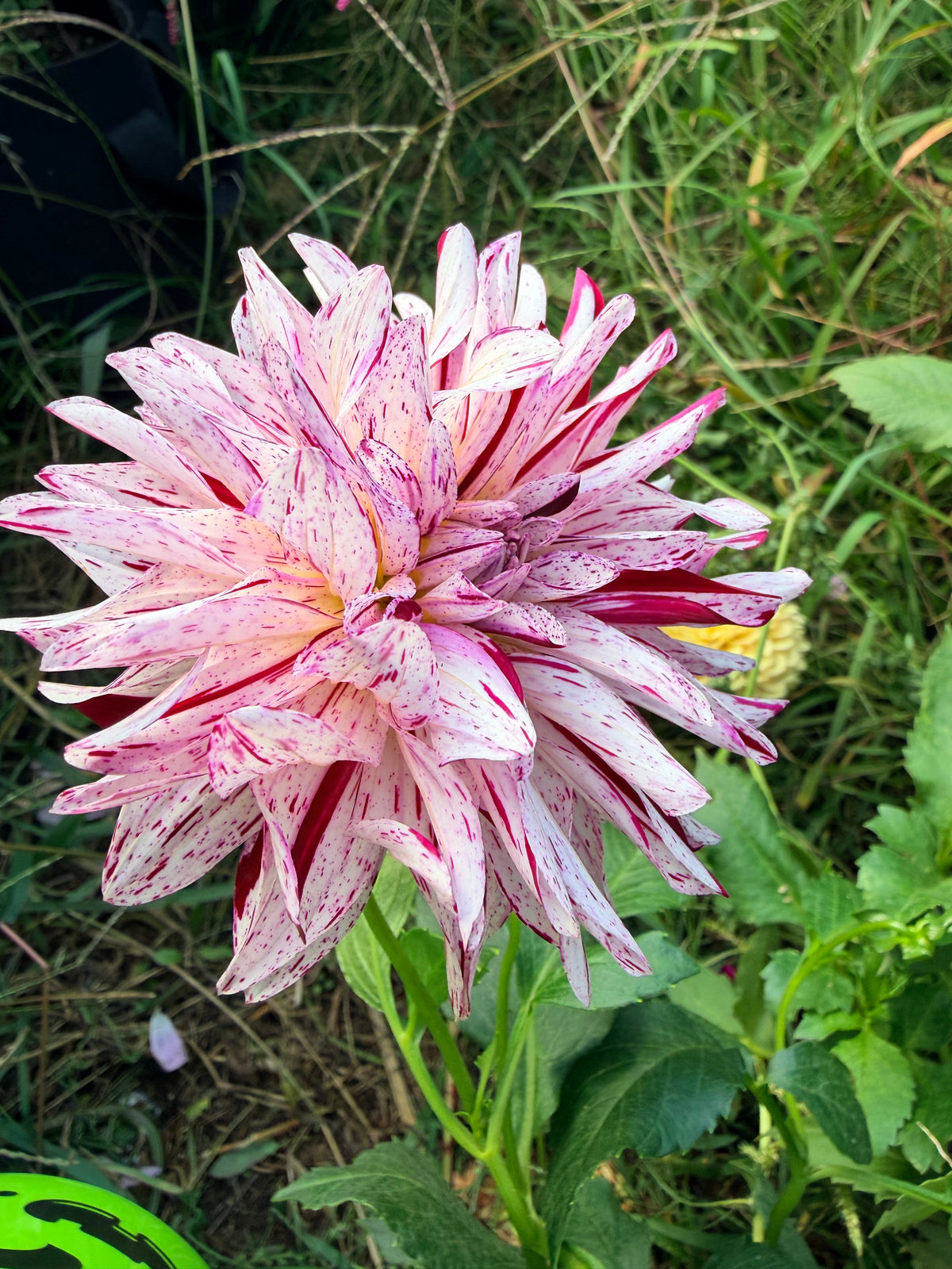 GG's Peppermint Dahlia Tuber