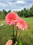 Lee's Strawberry Fizz Dahlia Tuber