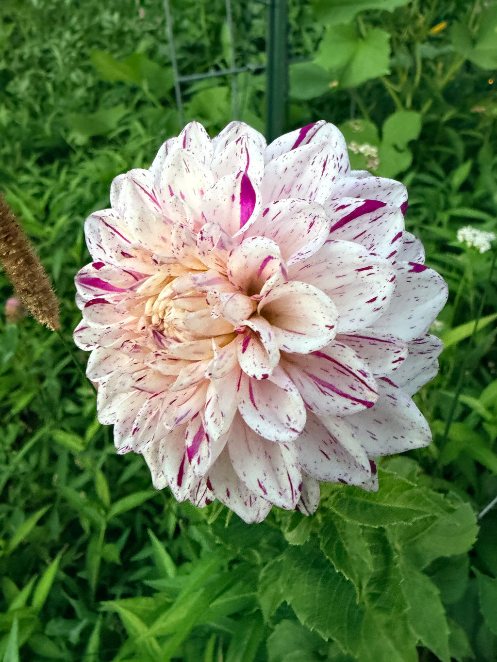 Hollyhill Fingerpaint Dahlia Tuber