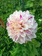 Hollyhill Fingerpaint Dahlia Tuber