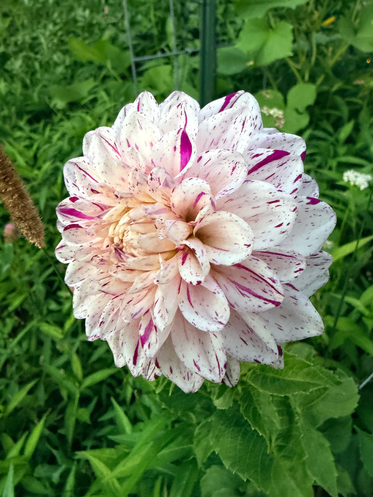 Hollyhill Fingerpaint Dahlia Tuber