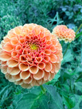 Amber Queen Dahlia Tuber