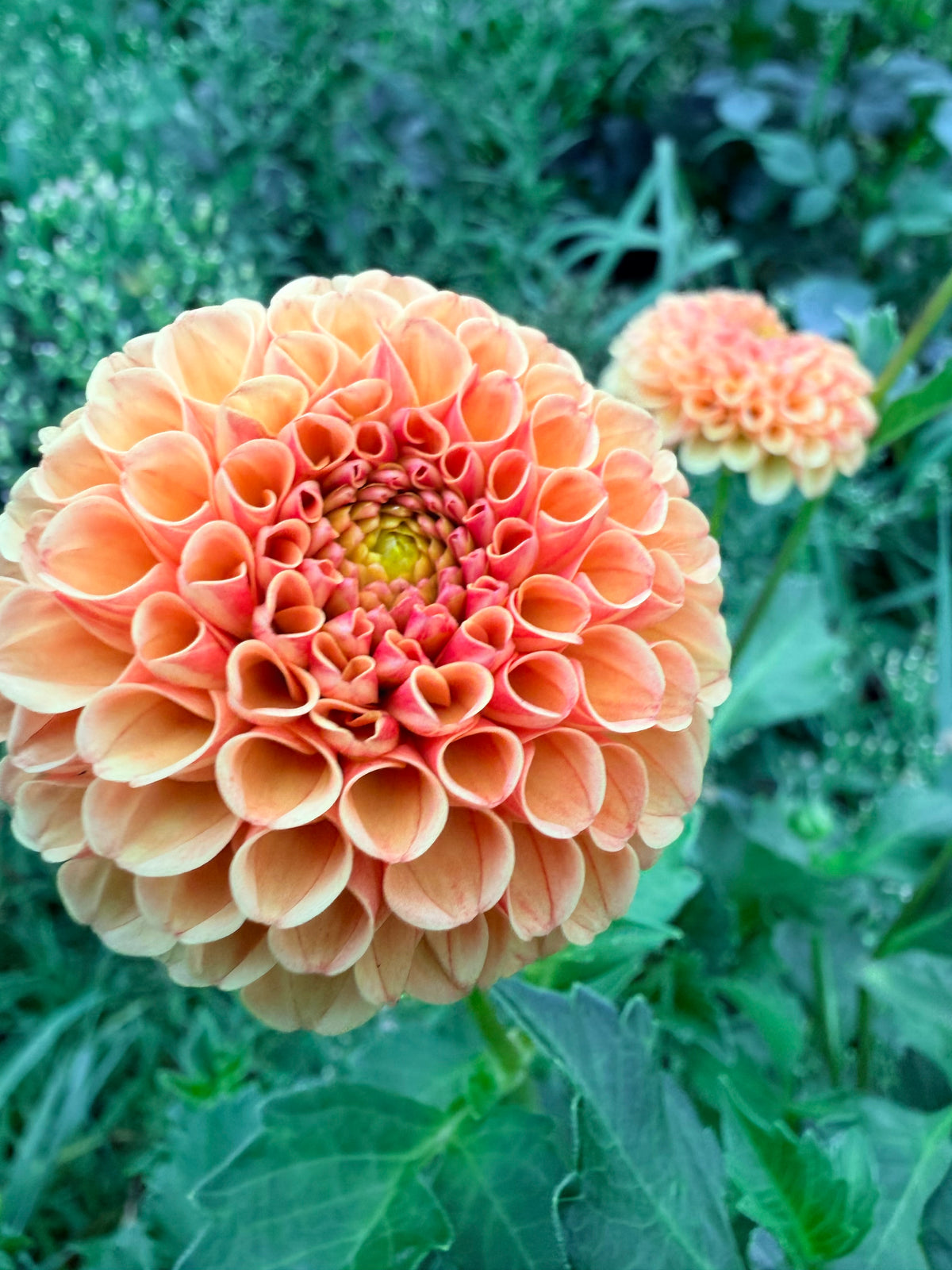 Amber Queen Dahlia Tuber