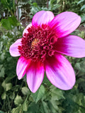 GG's Ruby Tuesday Dahlia Tuber