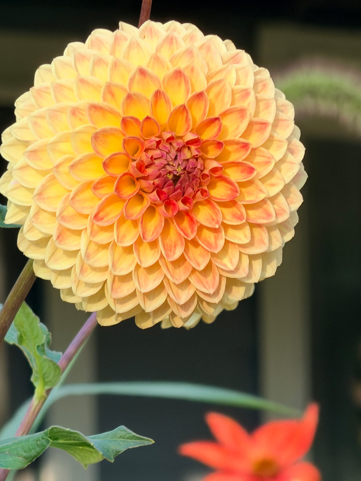 Bloomquist Rogue Dahlia Tuber