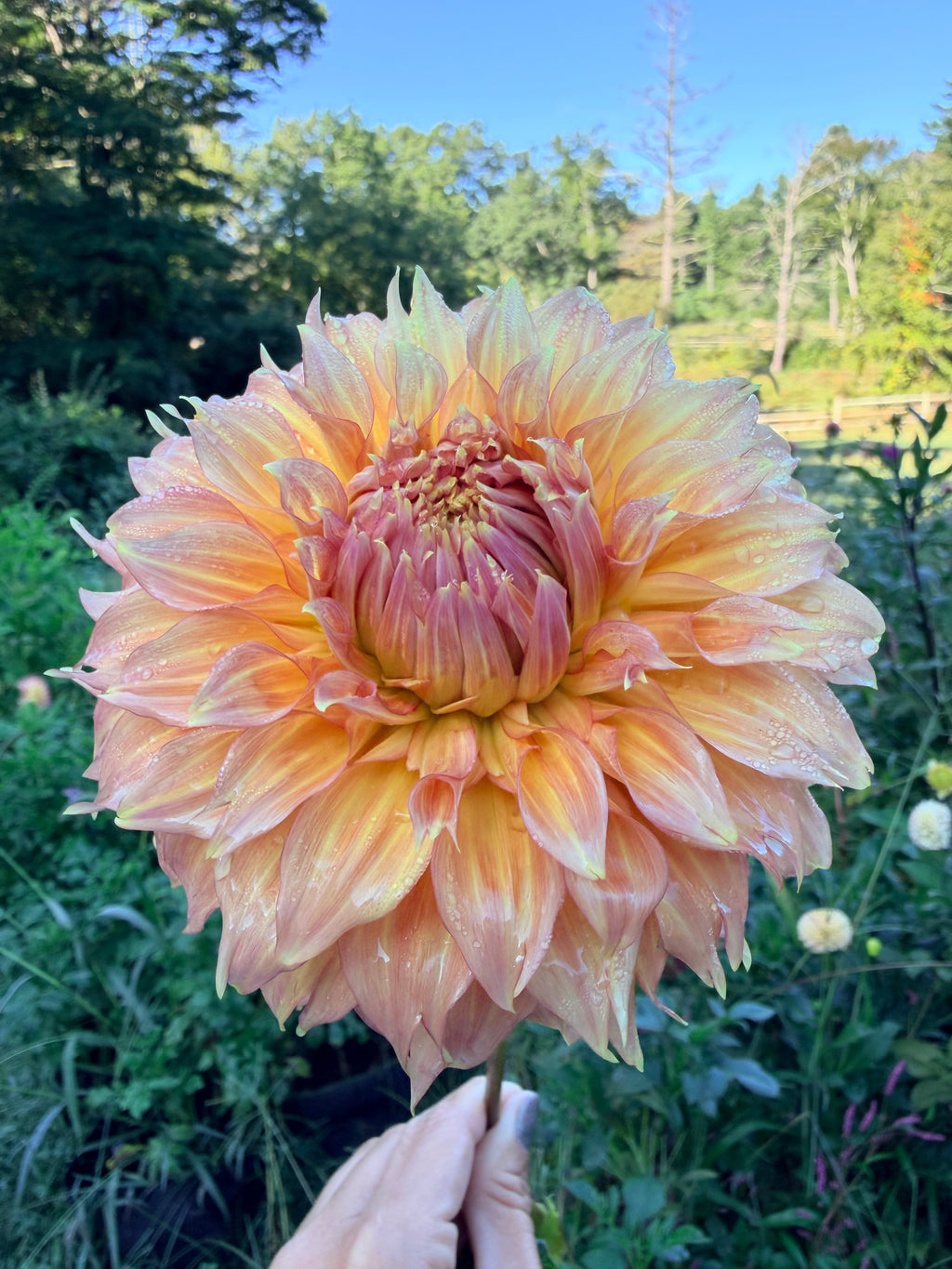 Summer Rain Dahlia Pot Tuber