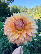 Summer Rain Dahlia Pot Tuber