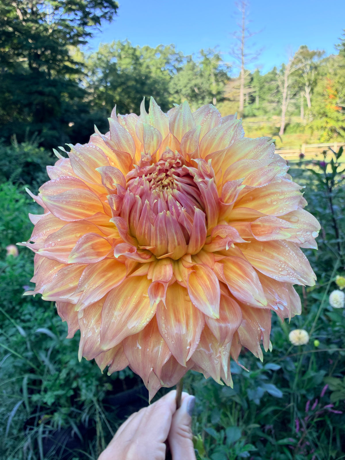 Summer Rain Dahlia Pot Tuber
