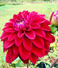 Redemption Dahlia Tuber