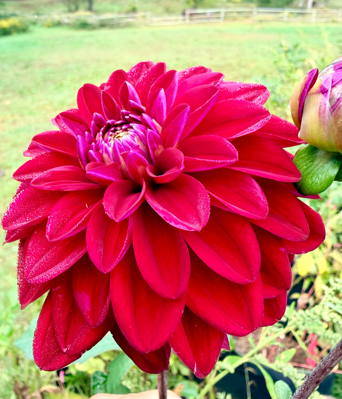 Redemption Dahlia Tuber