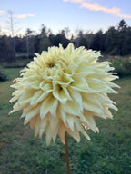 Lee's Cassava Fizz Dahlia Pot Tuber