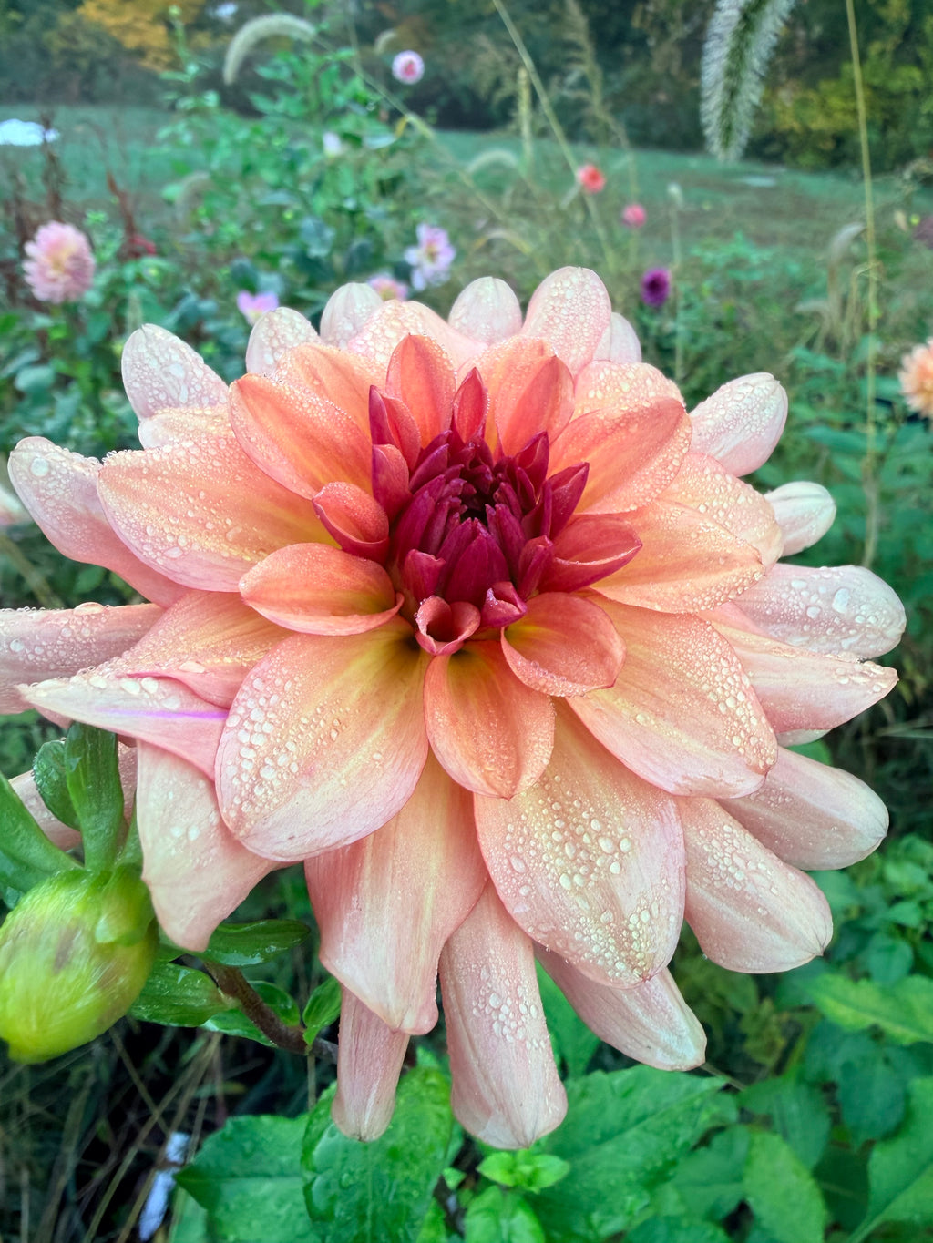 Burfoot Kiki Dahlia Tuber