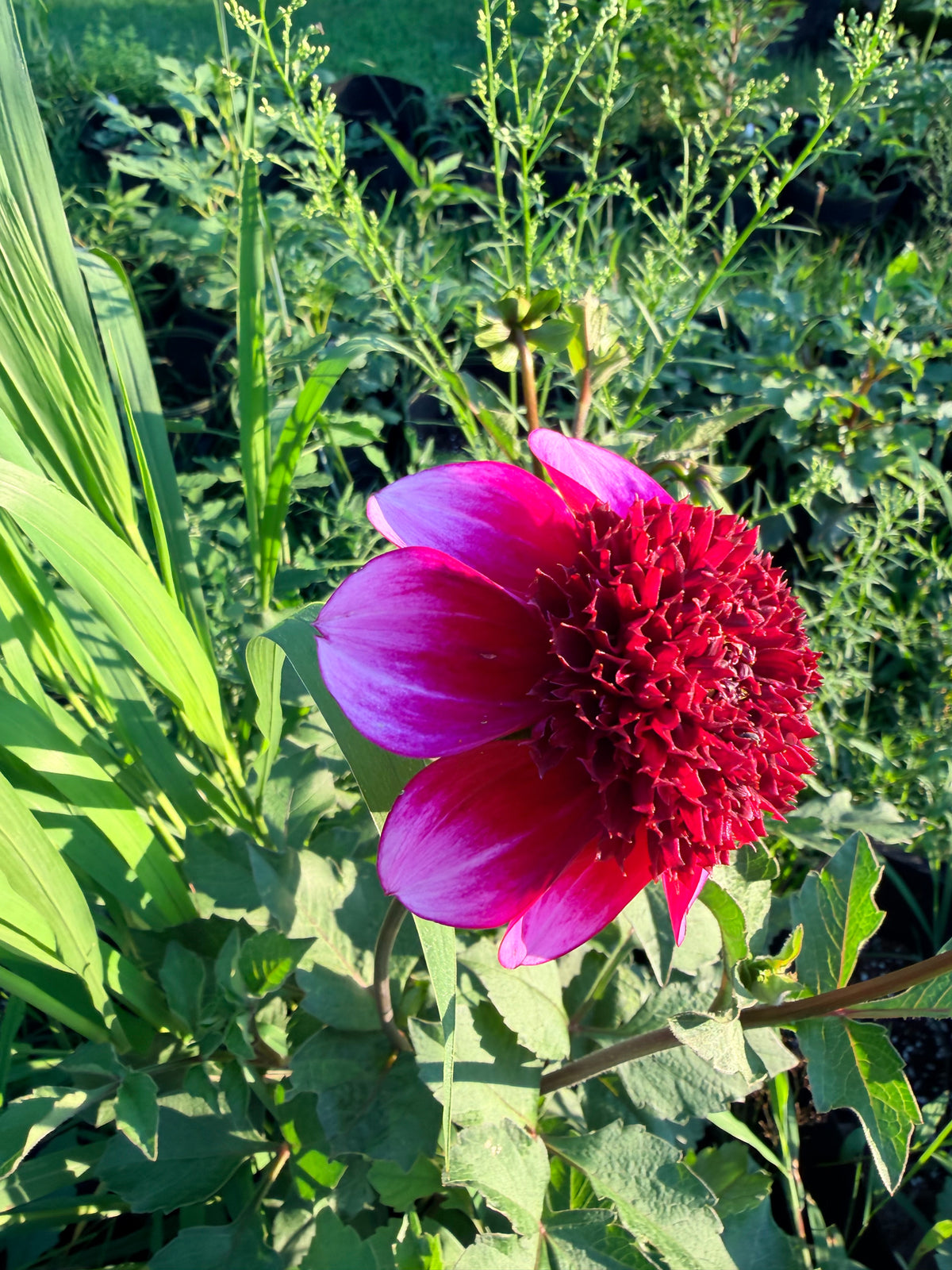 GG's Ruby Tuesday Dahlia Tuber
