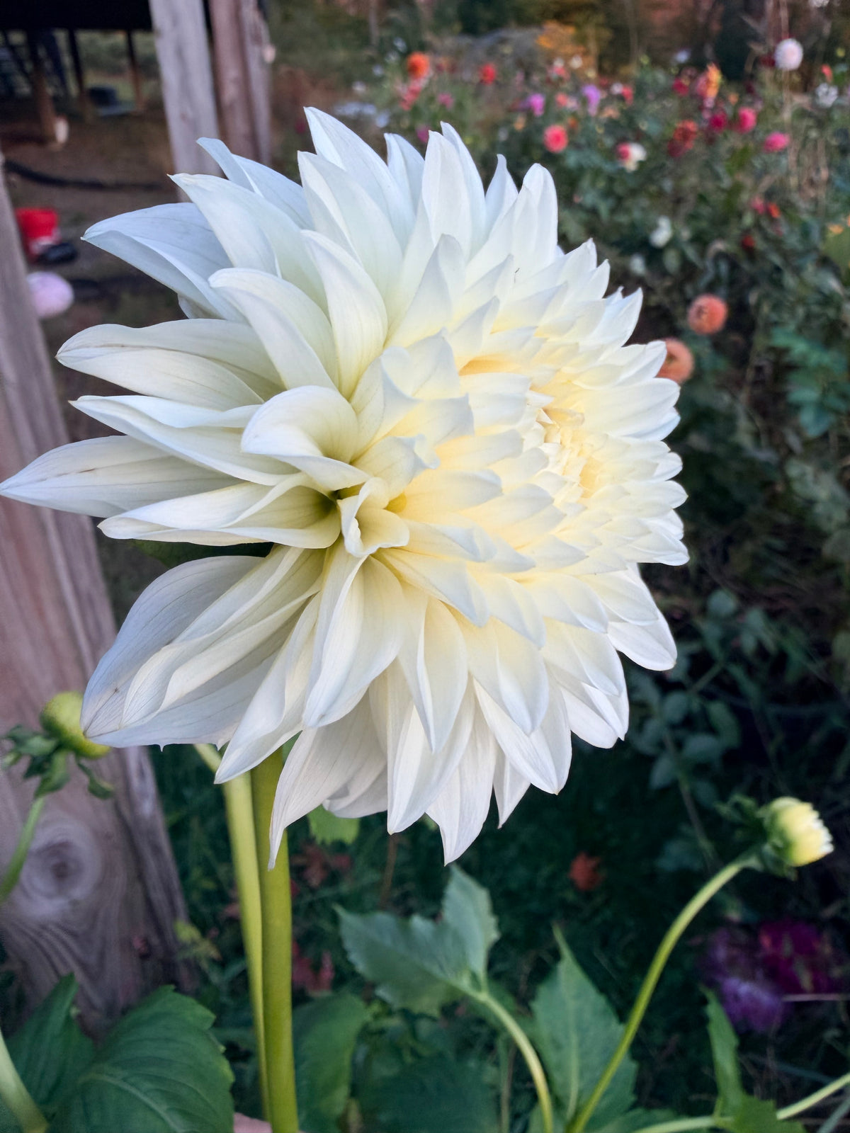 KA's Bella Luna Dahlia Tuber