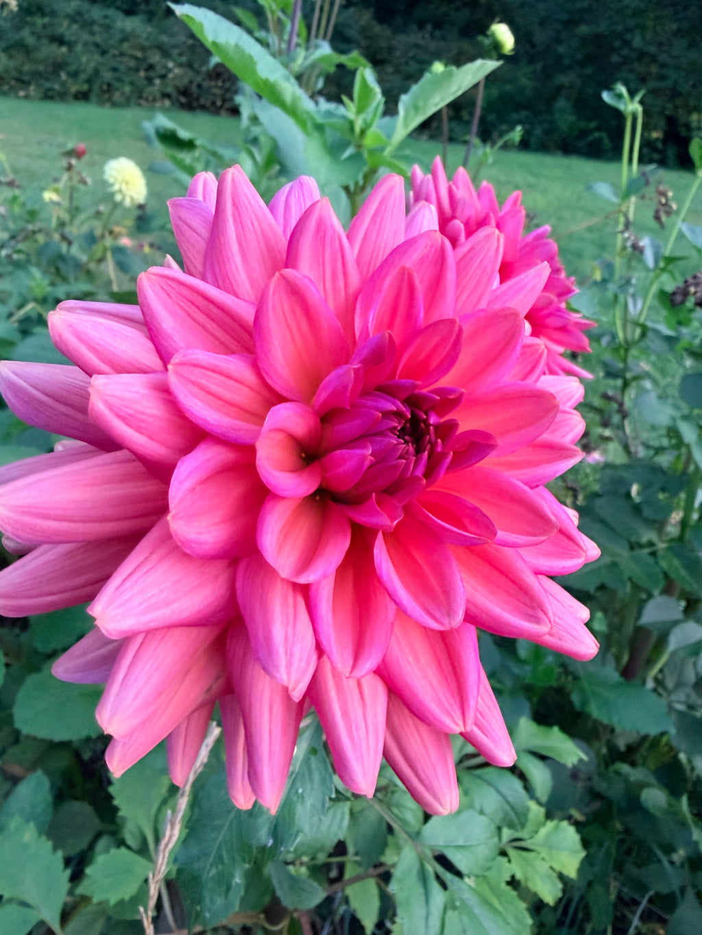 Negroni Sunset Dahlia Tuber