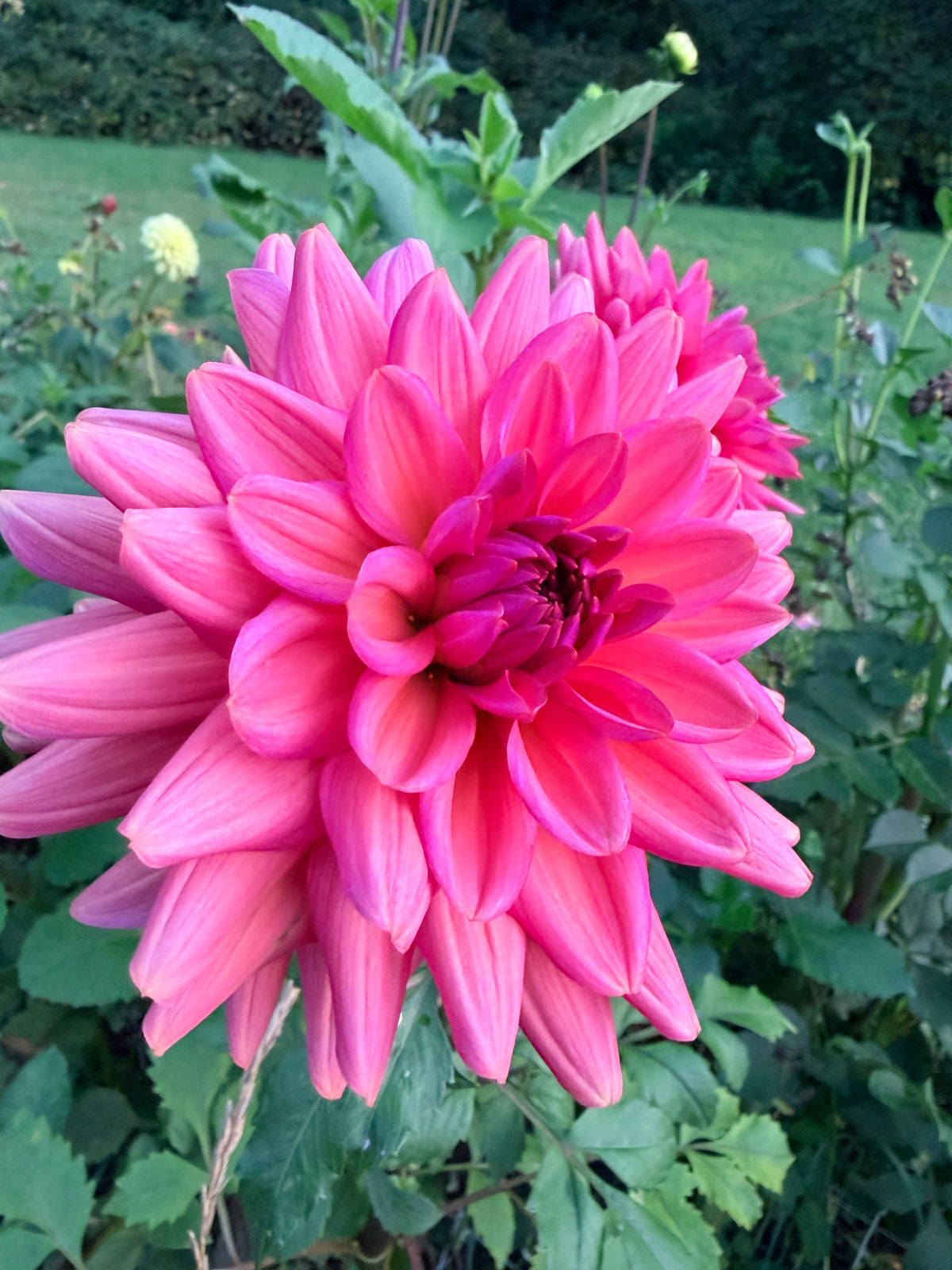 Negroni Sunset Dahlia Tuber
