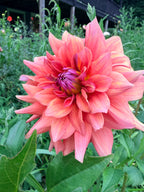 Lee's Brass Monkey Dahlia Tuber
