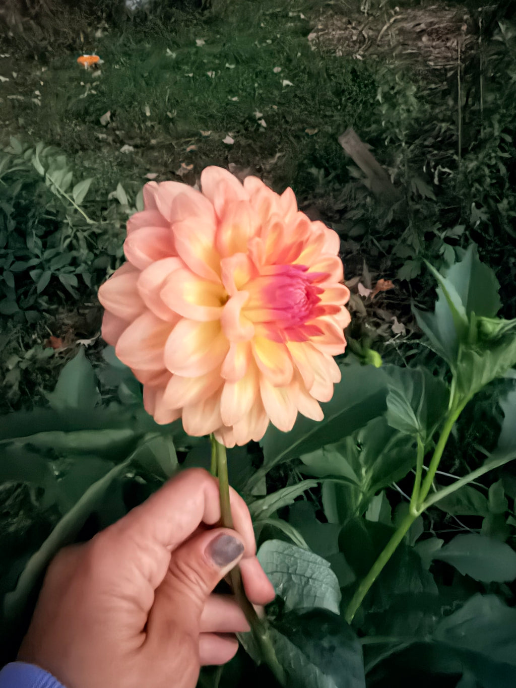 Everbloom Lullaby Dahlia Tuber