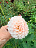 Lee's Moro Ice Dahlia Tuber