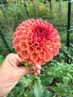 Rosemary Dawn Dahlia Tuber
