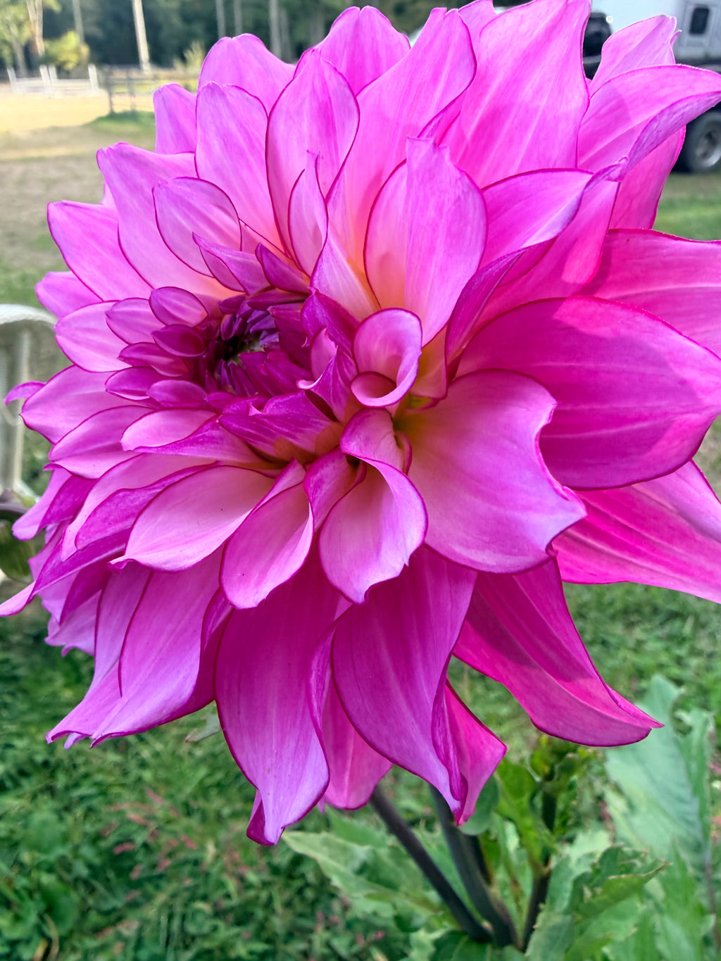 Lizz Baaij Dahlia Tuber
