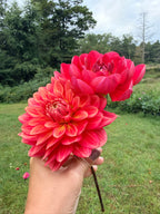 Lee's Scarlet Macaw Dahlia Tuber