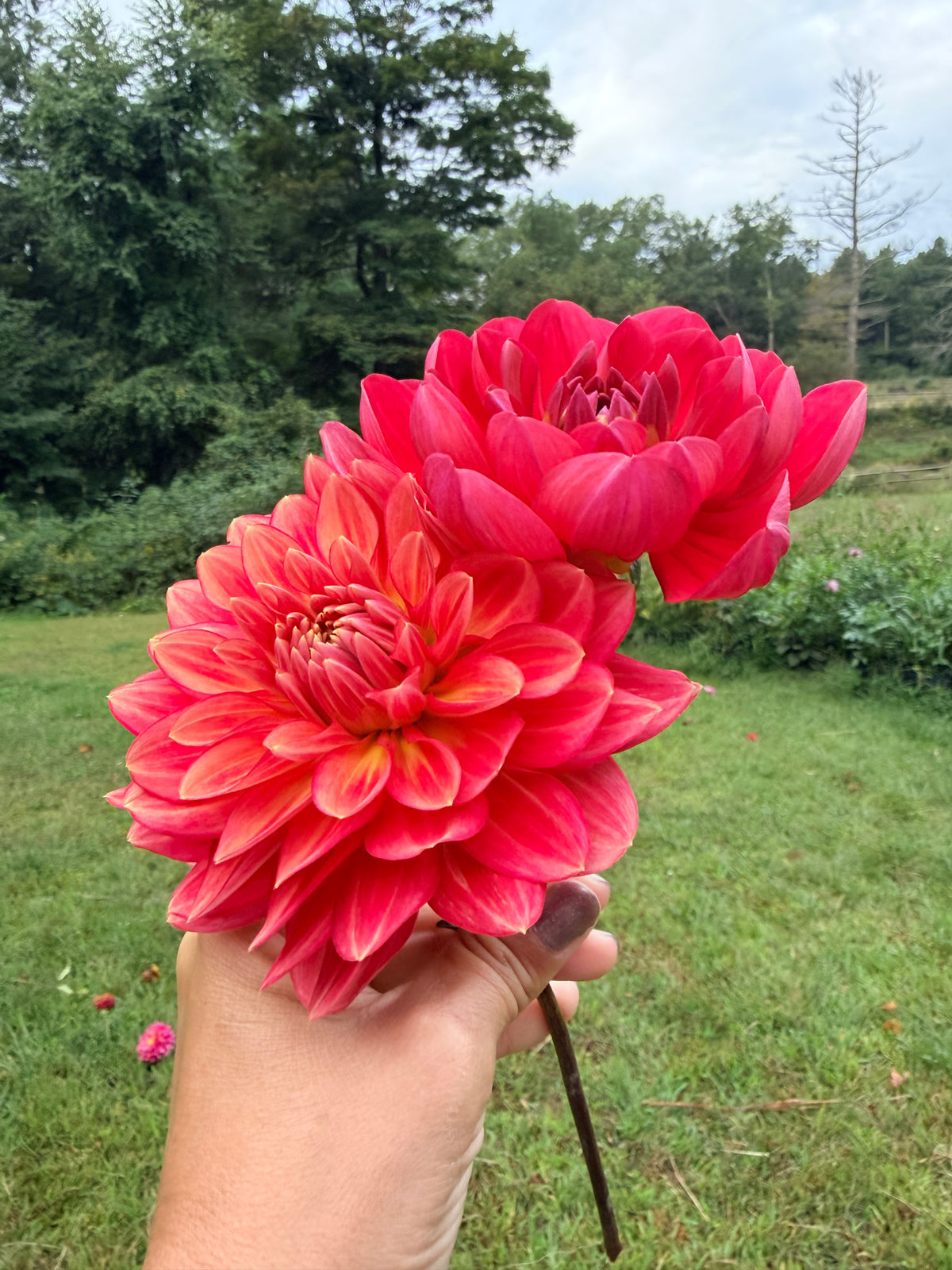 Lee's Scarlet Macaw Dahlia Tuber