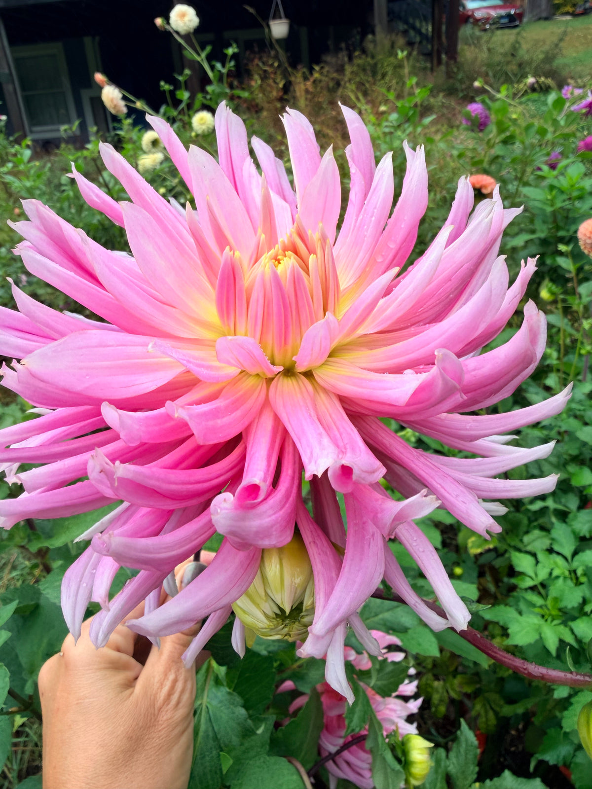 Hollyhill Cotton Candy Dahlia Tuber