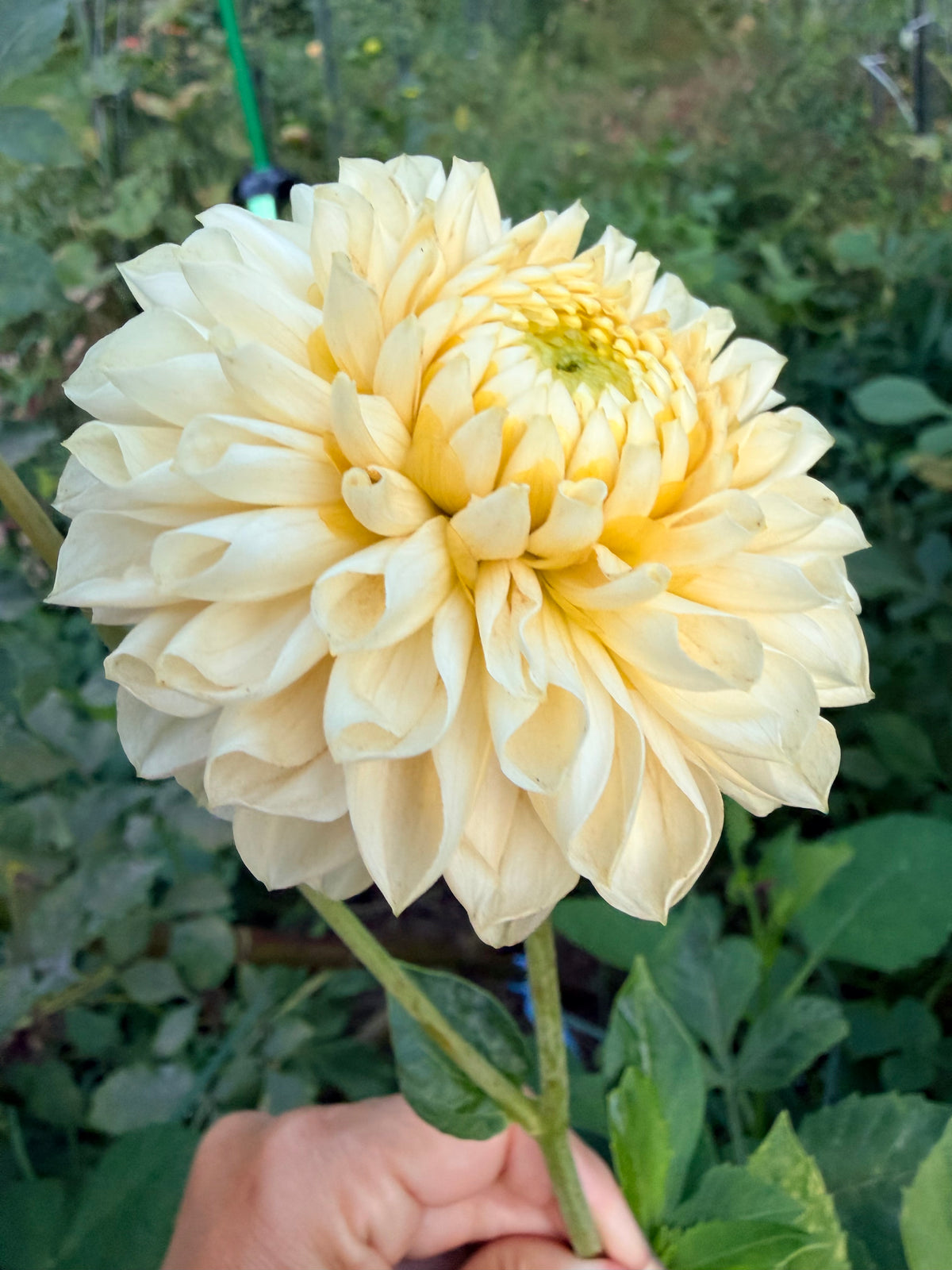 Madeleine Moon Dahlia Tuber 🇯🇵
