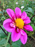 KLD Rosé Dahlia Tuber