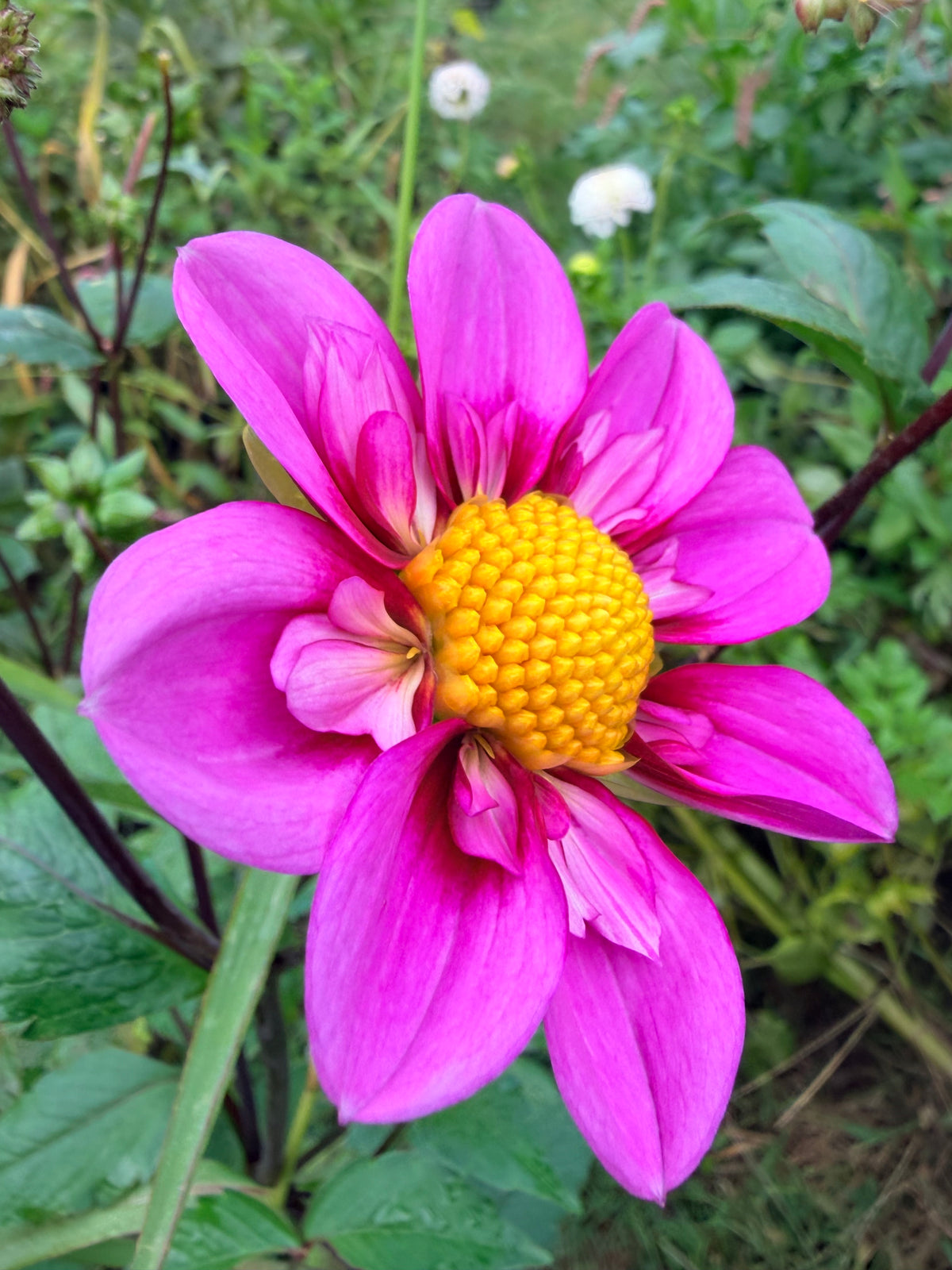 KLD Rosé Dahlia Tuber