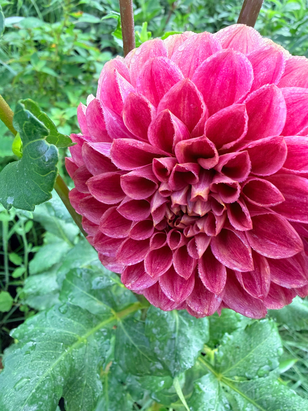 Levi's Melon Dahlia Tuber