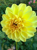 KA's Apricot Kiss Dahlia Tuber
