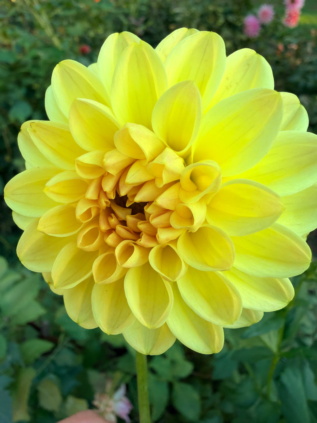 KA's Apricot Kiss Dahlia Tuber