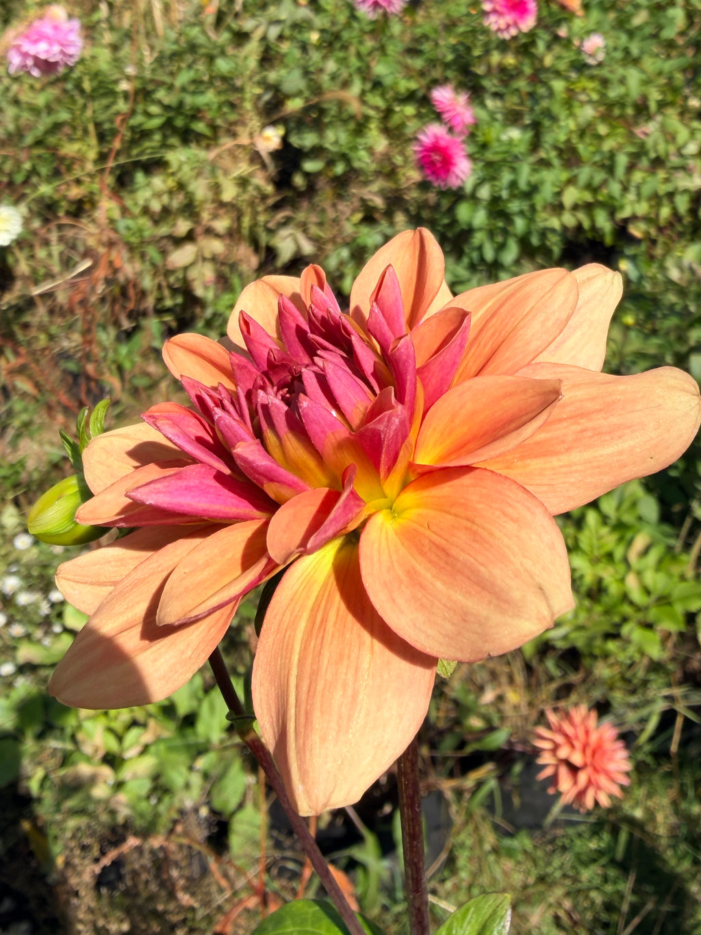 Burfoot Kiki Dahlia Tuber