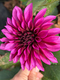Tanita Dahlia Tuber