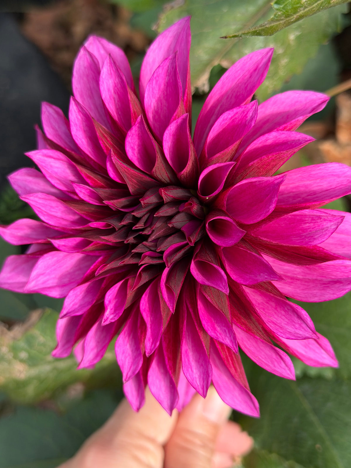 Tanita Dahlia Tuber