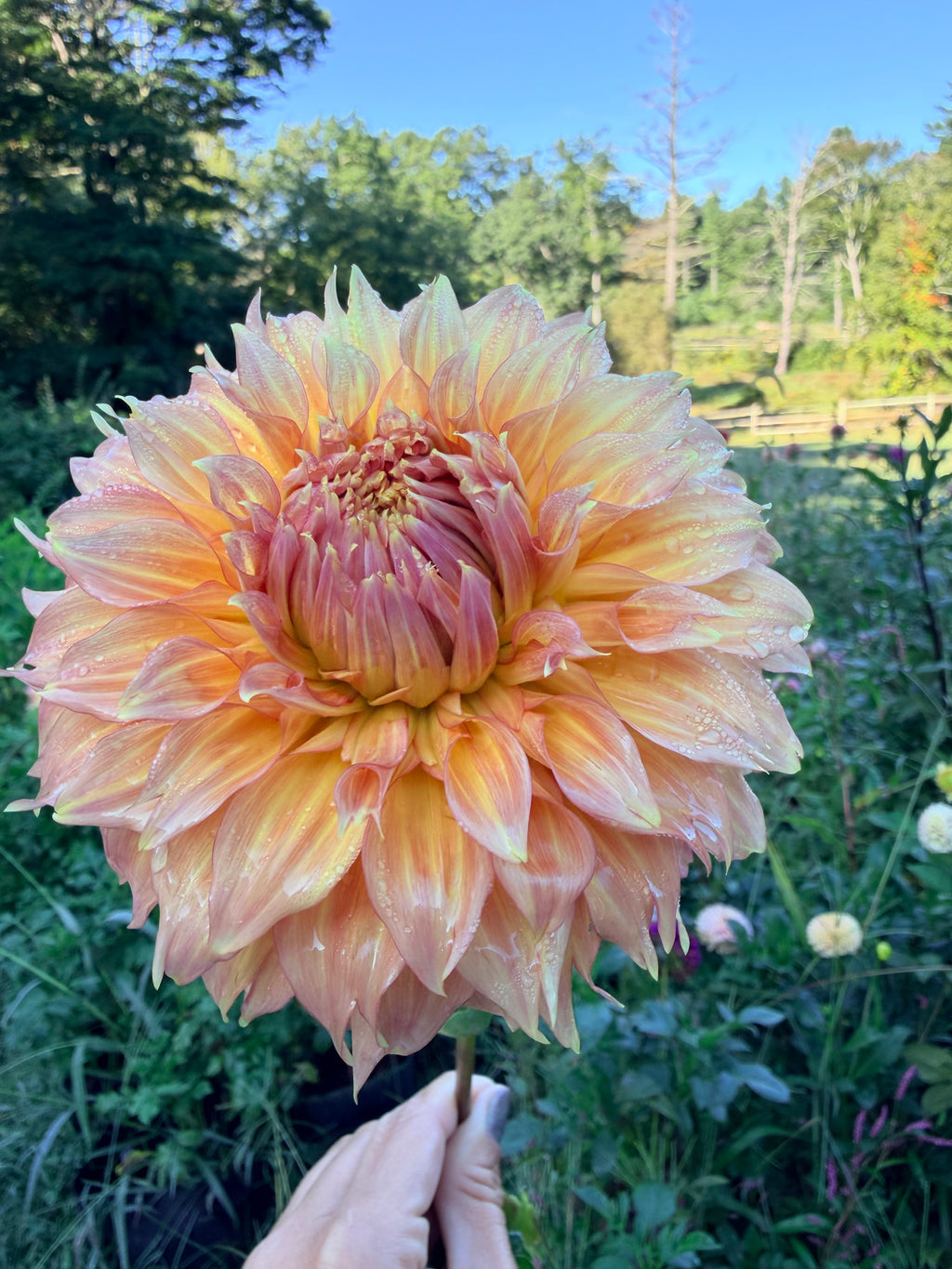 Summer Rain Dahlia Pot Tuber