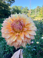 Summer Rain Dahlia Pot Tuber