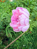 Figurine Dahlia Tuber