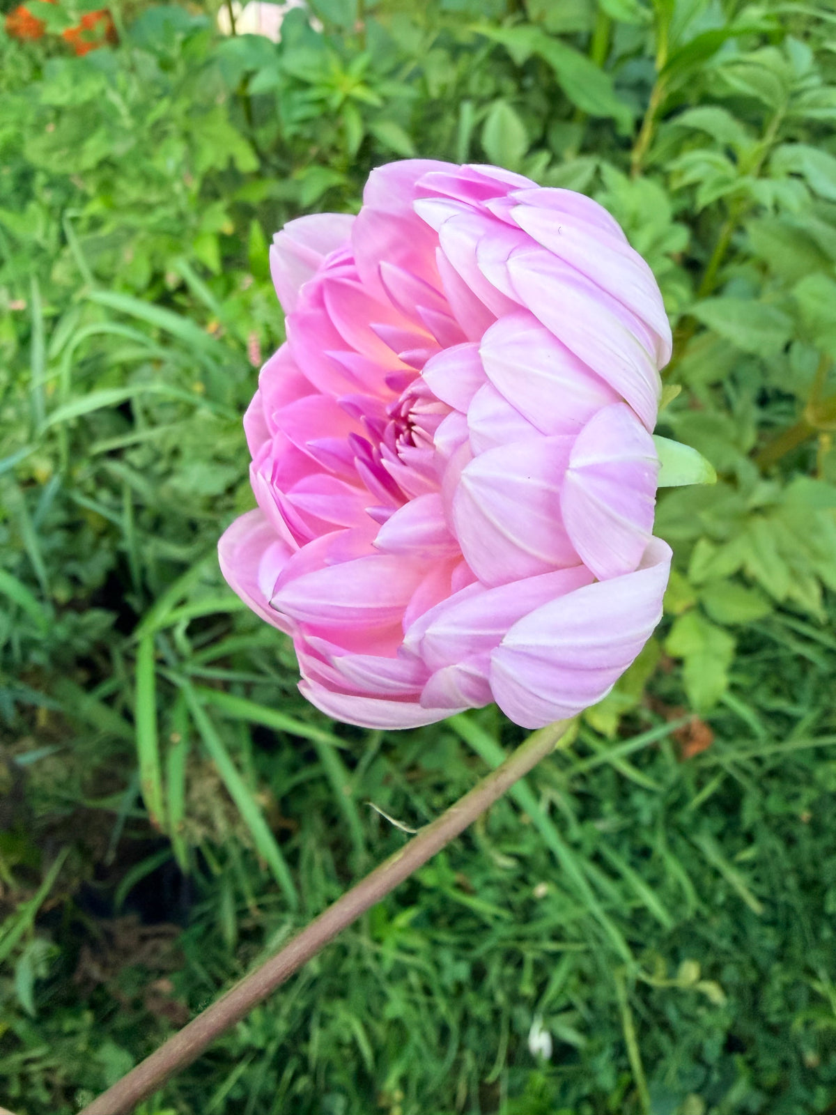 Figurine Dahlia Tuber
