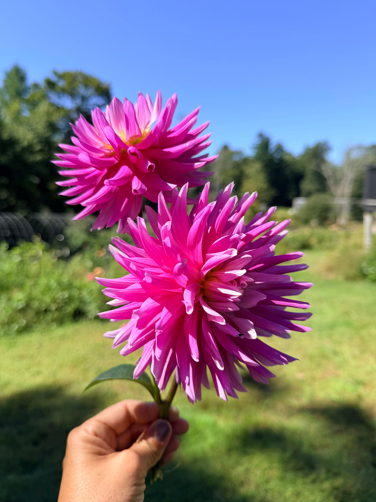 Hollyhill Minuet Dahlia Pot Tuber