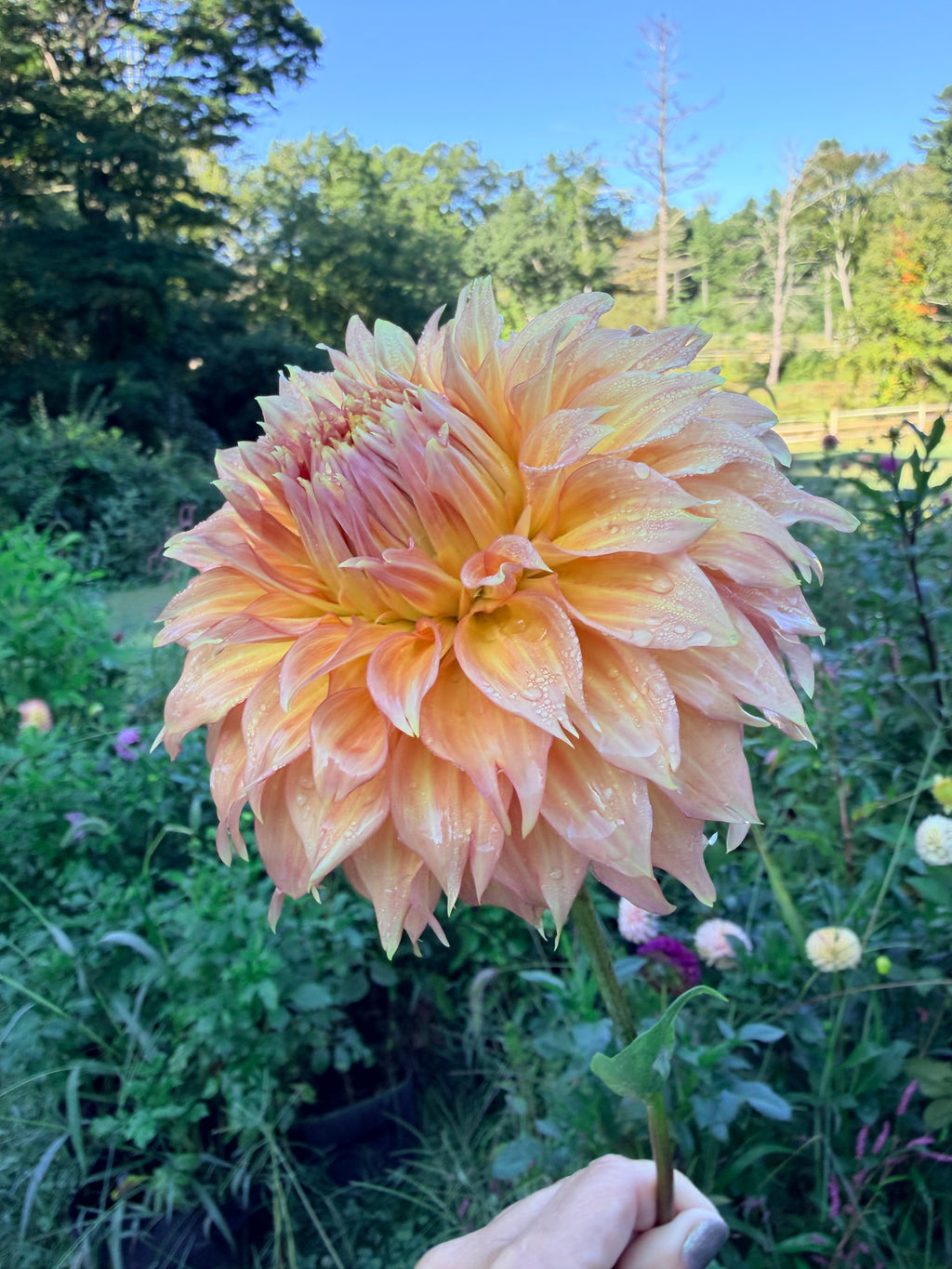 Summer Rain Dahlia Pot Tuber