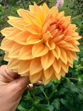 Country Sweetheart Dahlia Tuber