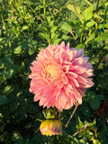 Lee's Swoosie Dahlia Tuber